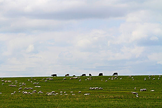 草原,牛,羊