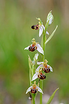 蜂兰花