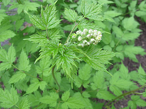 菟葵,药草,花