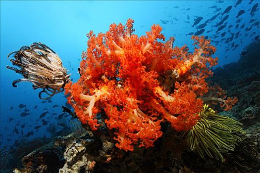 水下风景,红色,软珊瑚,黑色,海百合,毛头星,外科,鱼,岛屿,西海岸,南,苏拉威西岛,印度尼西亚,爪哇,海洋,印度洋