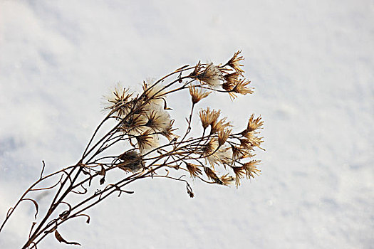 冬季,雪,影