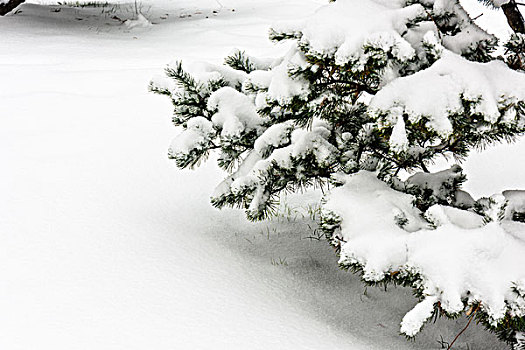 被雪覆盖的松树