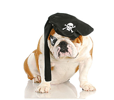 狗,海盗