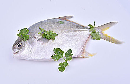 金鲳鱼和新鲜的菜叶