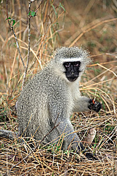 长尾黑颚猴,黑长尾猴,猴子,成年,女性,克鲁格国家公园,南非,非洲