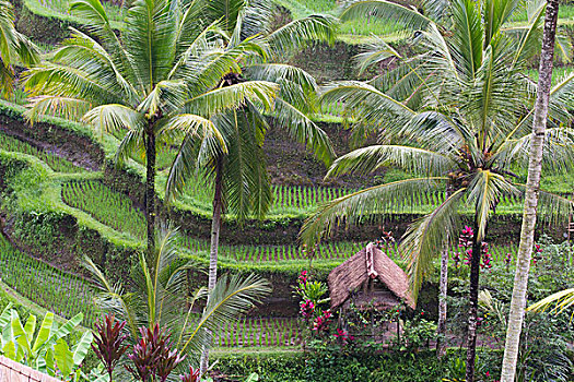 印度尼西亚,巴厘岛,乡村,房子,靠近,阶梯状,灌溉,稻田