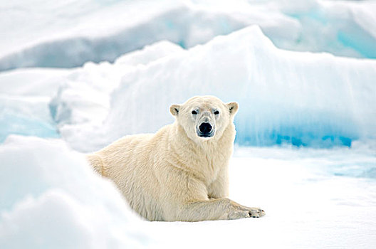 挪威,斯匹次卑尔根岛,成年,北极熊,大,公猪,休息,夏天,浮冰