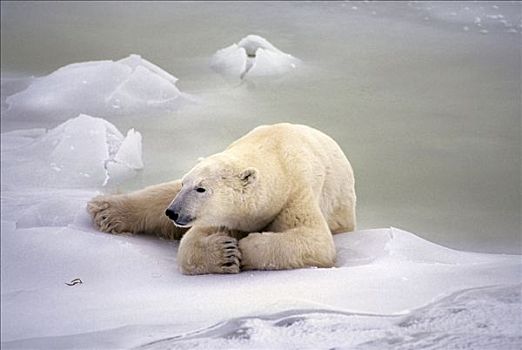 北极熊,躺着,冰,丘吉尔市,曼尼托巴,加拿大