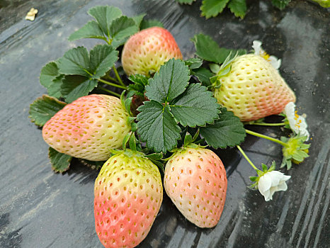 白草莓,草莓采摘