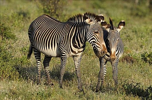 两个,细纹斑马,皇家,斑马,萨布鲁国家公园,肯尼亚,非洲