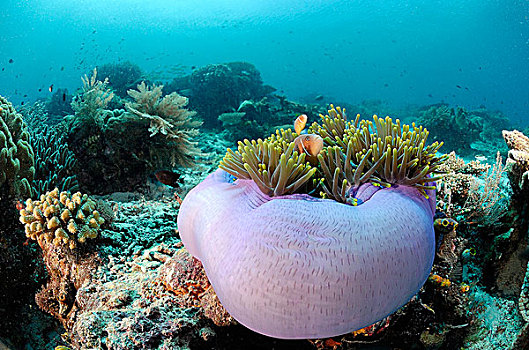 粉红海葵鱼,一对,海葵,菲律宾