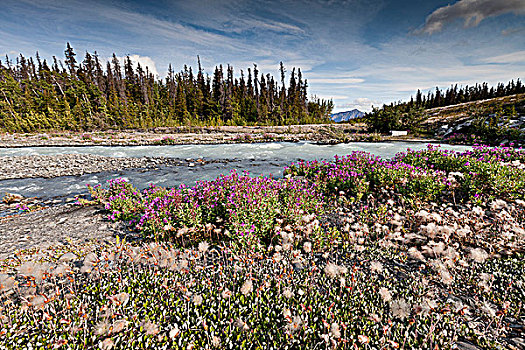 野花,边缘,溪流,克卢恩国家公园,自然保护区,育空地区,加拿大