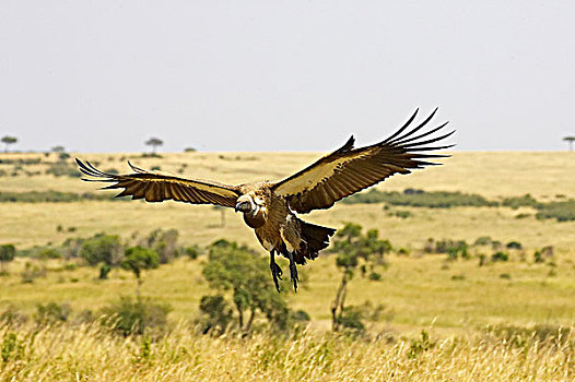 非洲,白色,后背,秃鹰,白背秃鹫,成年,飞行,马赛马拉,公园,肯尼亚