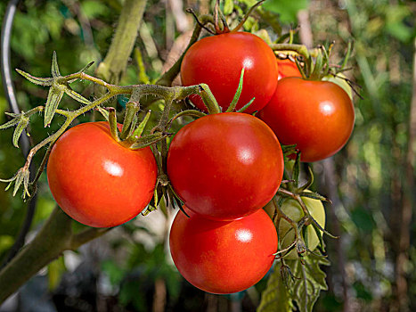 有机,西红柿,花园,巴伐利亚,德国,欧洲