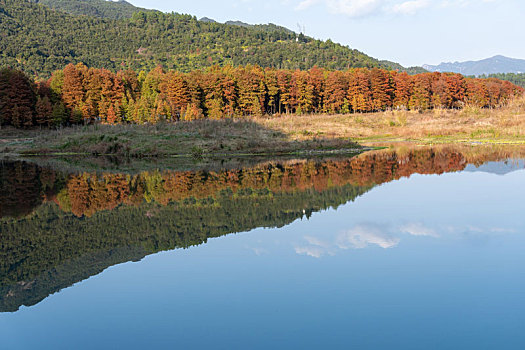 小芝红杉林,小芝红树林