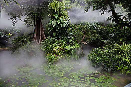 热带雨林,雾,云南,中国,亚洲