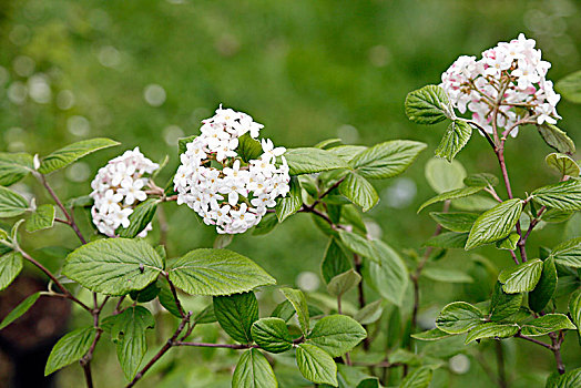 花,特写,荚莲属植物,莫霍克