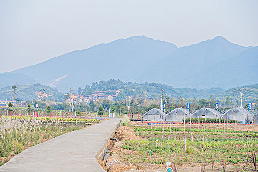 塑料,花卉,大棚,铁杆,农业,基地,道路,路面