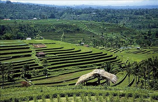 粮食,种稻,农业,巴厘岛,印度尼西亚,亚洲