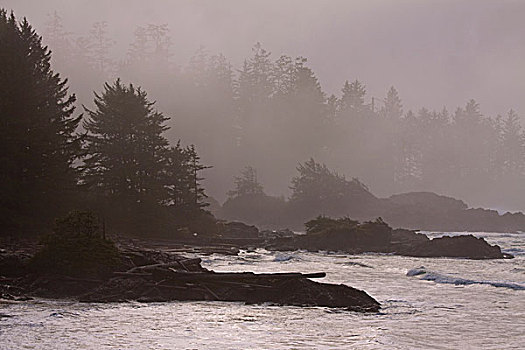 阳光,薄雾,树,环太平洋国家公园,温哥华岛,不列颠哥伦比亚省