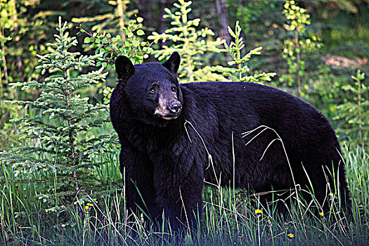 加拿大,艾伯塔省,班芙国家公园,黑熊