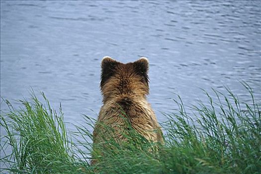 大灰熊,棕熊,坐,草,靠近,布鲁克斯河,卡特麦国家公园,阿拉斯加