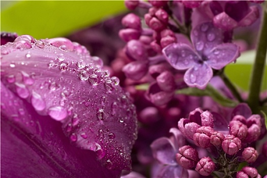 紫色,丁香,水滴
