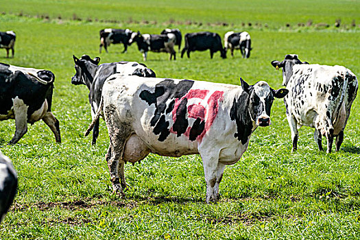 克,丹麦,四月,黑白,母牛,环境,皮肤,放牧,绿色,地点,春天