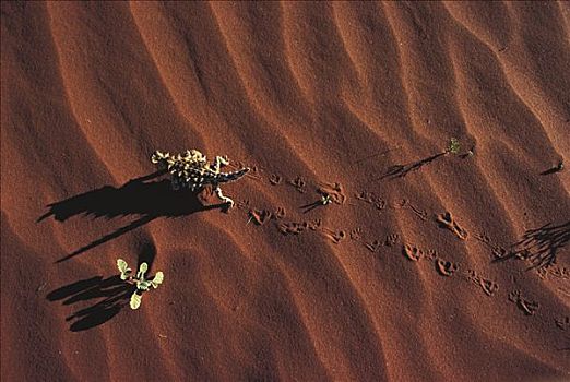 多刺,走,沙子,澳大利亚