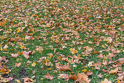 秋天,枫叶,草地,罐,背景