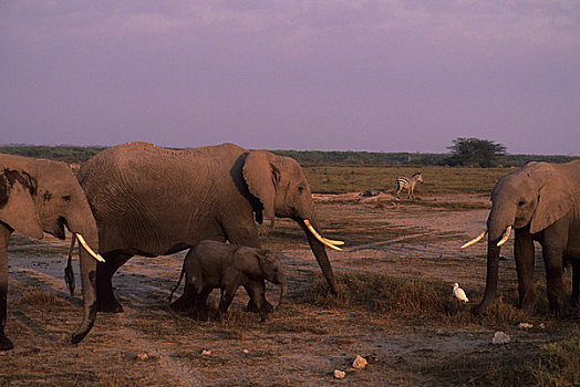 肯尼亚,安伯塞利国家公园,大象,母牛,幼仔