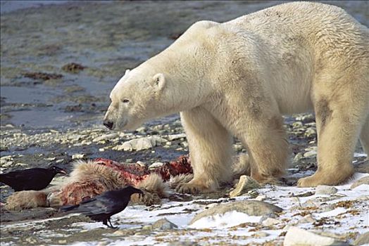 北极熊,成年,雄性,畜体,一岁,幼兽,丘吉尔市,曼尼托巴,加拿大