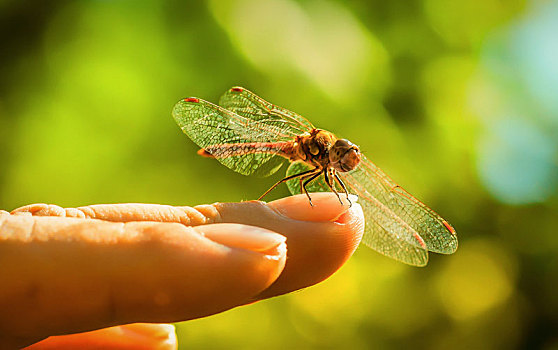 蜻蜓,微距,手指