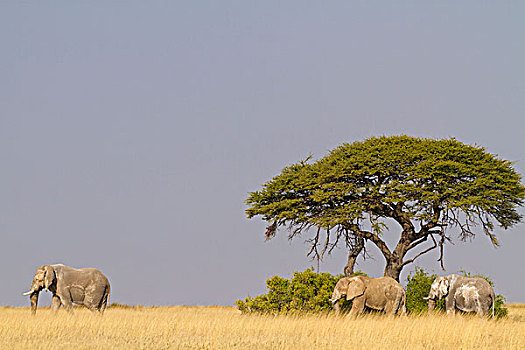 非洲,灌木,大象,非洲象,水坑,纳米比亚