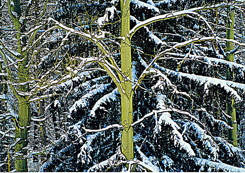 积雪,树林,碧玉国家公园,艾伯塔省