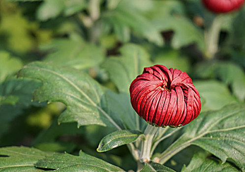 花谷奇缘赏菊季