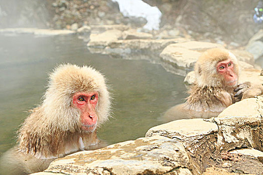 日本猕猴