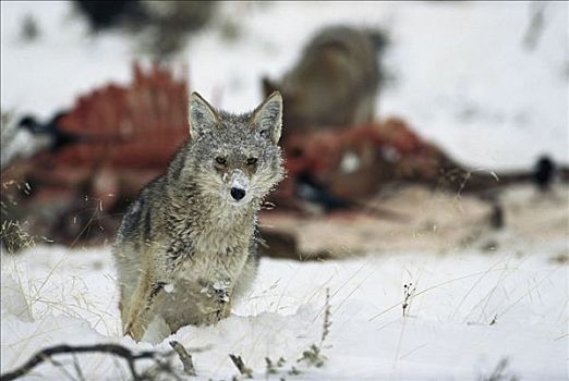 丛林狼,犬属,保护,畜体,雪中,落基山脉,北美