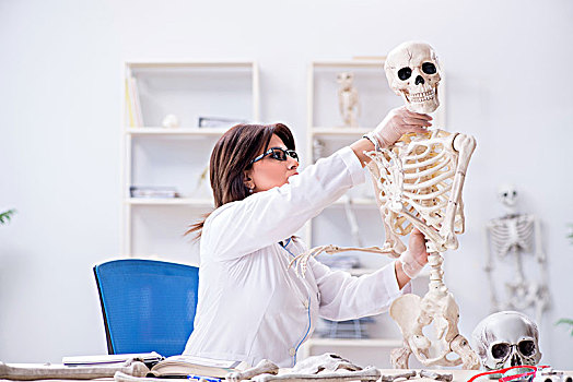 博士,工作,实验室,骨骼