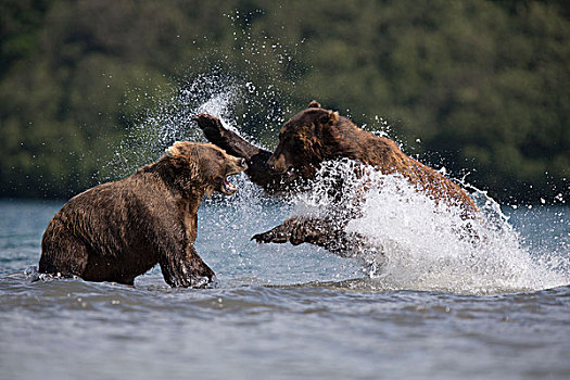 棕熊,争斗,堪察加半岛,俄罗斯,欧洲