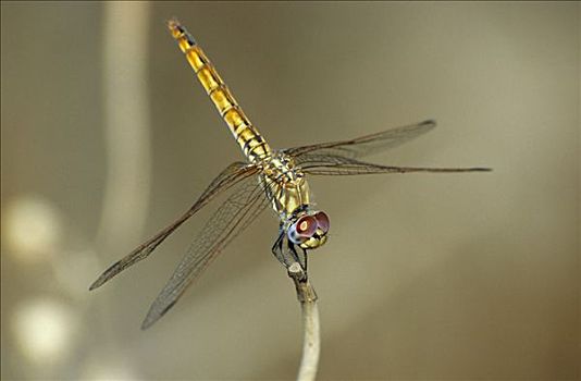 蜻蜓,雌性