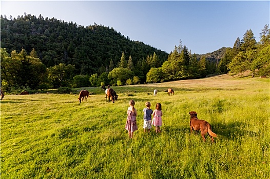 孩子,狗,看,放养,马,草场,牧场,北加州