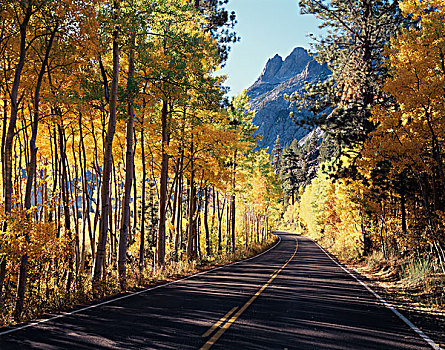 道路,秋色,白杨,山杨,六月,湖,环,大幅,尺寸