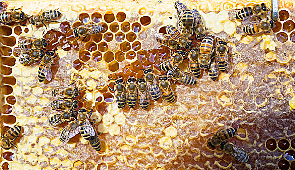 欧洲,蜜蜂,进食,蜂蜜,肚子