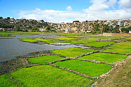稻田,靠近,塔那那利佛,首都,马达加斯加