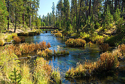 河,流动,树林,秋天,德斯舒茨国家森林,俄勒冈,美国