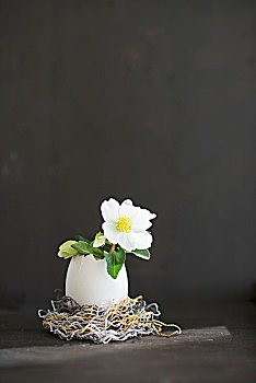 白色,菟葵,花,蛋壳,黑色背景