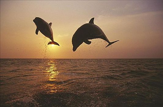 宽吻海豚,宽吻海豚属,跳跃,夜空,哺乳动物,海洋动物,洪都拉斯,中美洲,动物