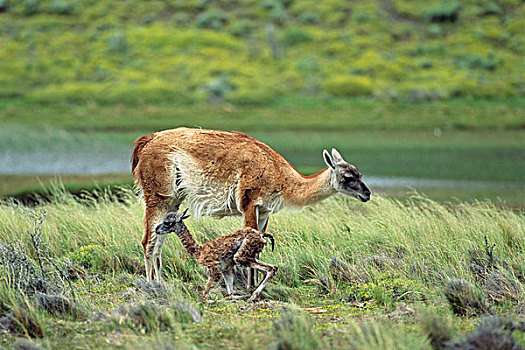 原驼,诞生,幼兽,开始,走,托雷德裴恩国家公园,巴塔哥尼亚,智利