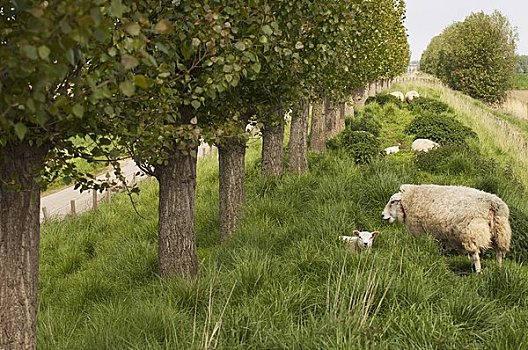 绵羊,羊羔,荷兰